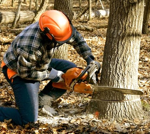 Tree Removal in Blue Grass, VA